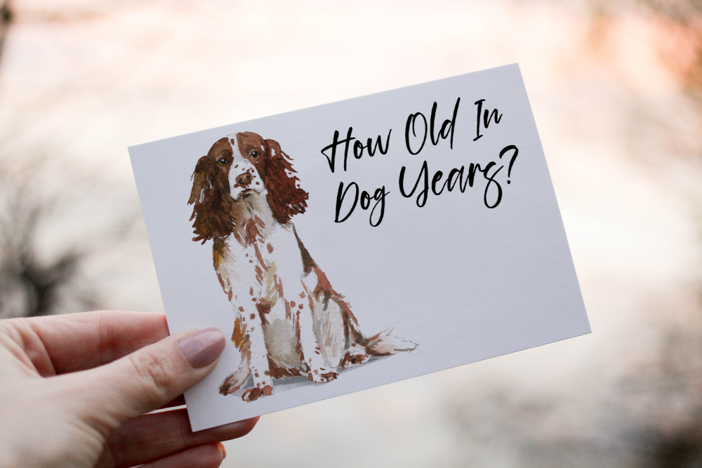 English Springer Spaniel Birthday Card, Dog Birthday Card